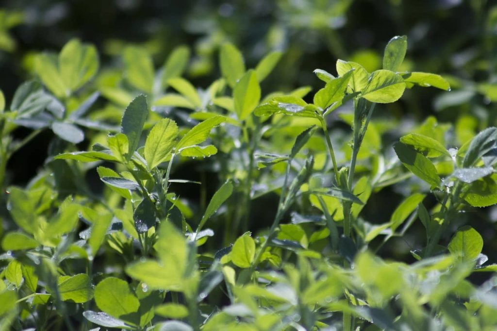 COVER Act Will Finally Make Cover Crop Benefits Accessible to All Farmers - Vimarsana News