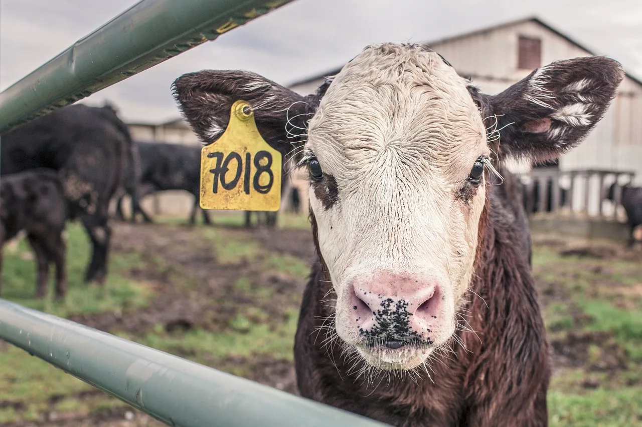calf-362170_1280-jpg-6