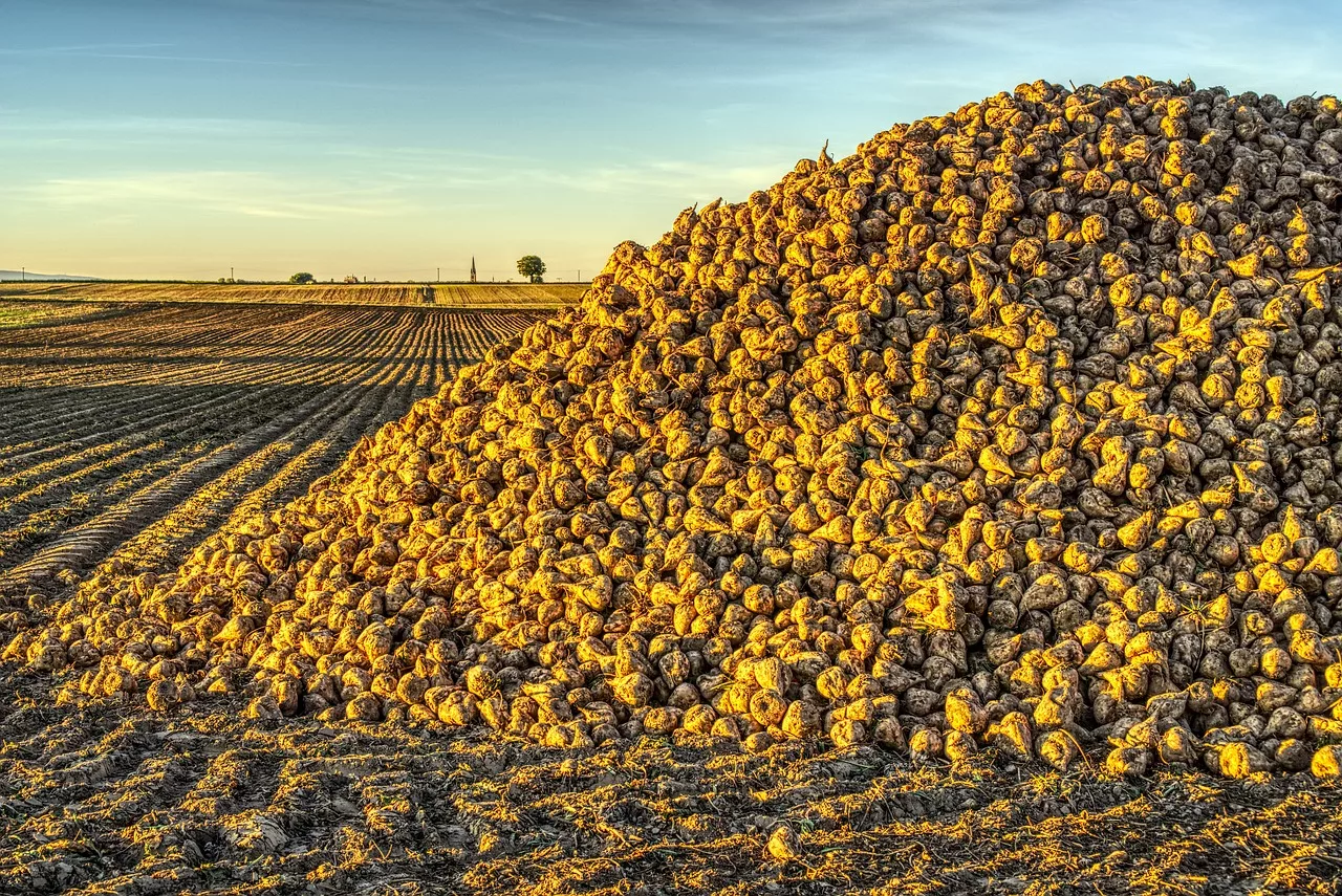 sugar-beet-g77f9ef380_1280-jpg