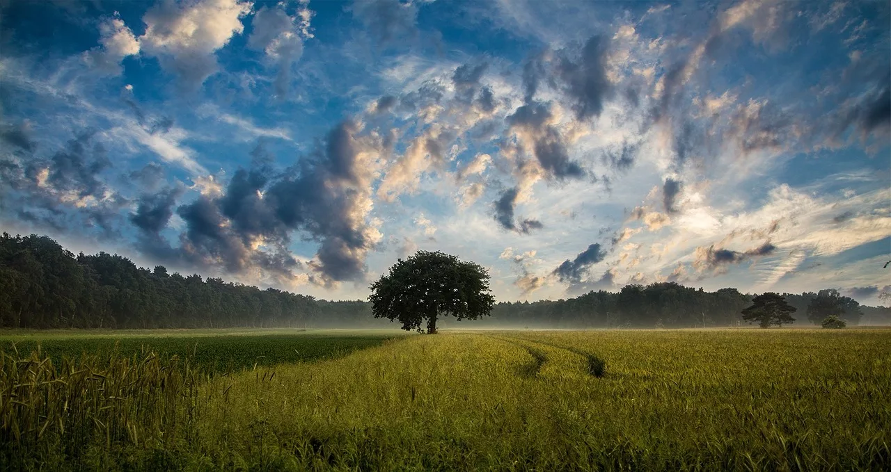 tree-247122_1280-jpg