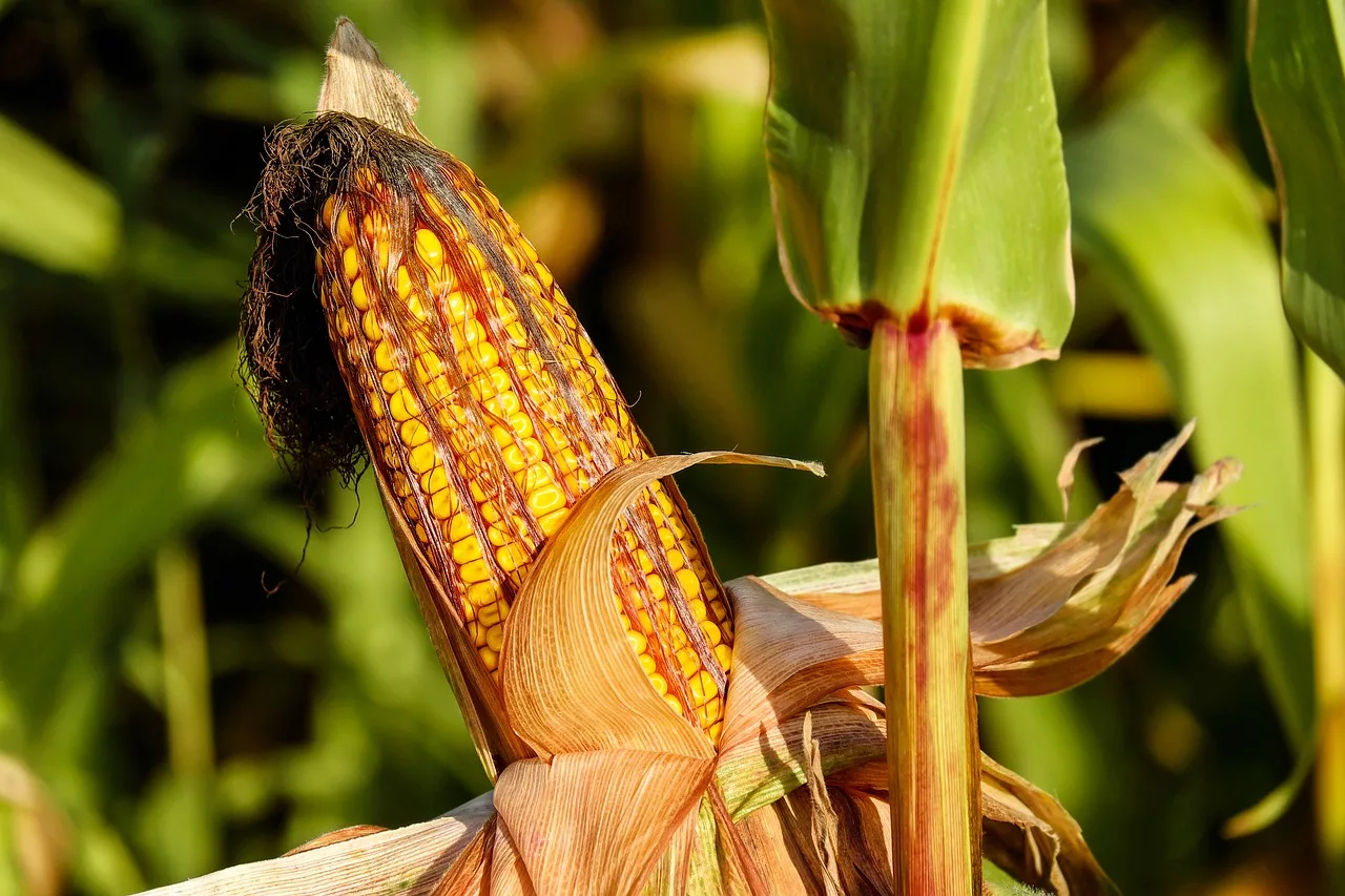 corn-1690387_1280-jpg