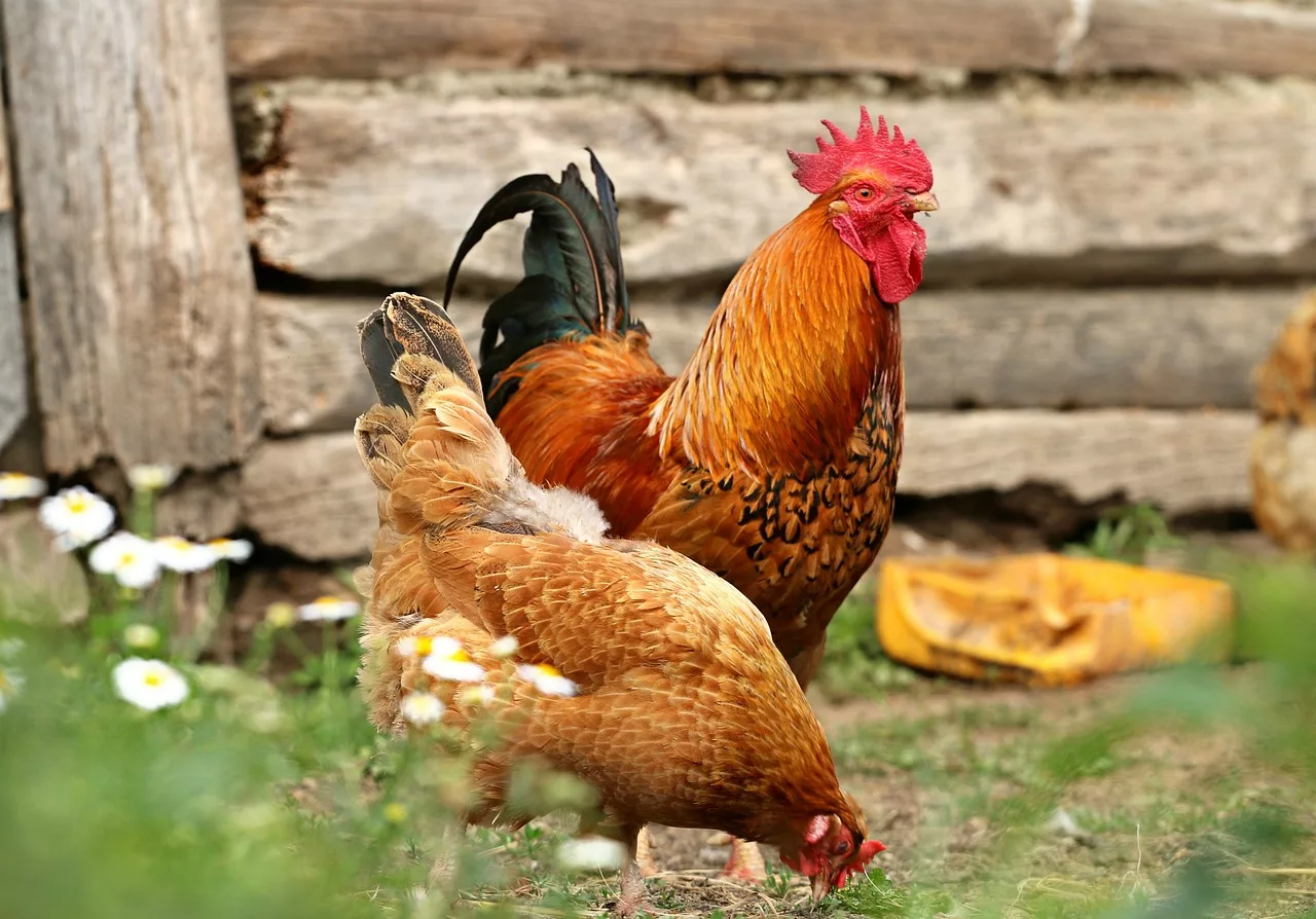 rooster-1508585_1280-jpg