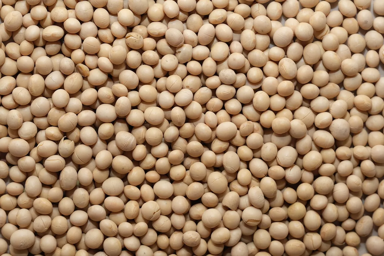 soy-bean-4994576_1280-jpg