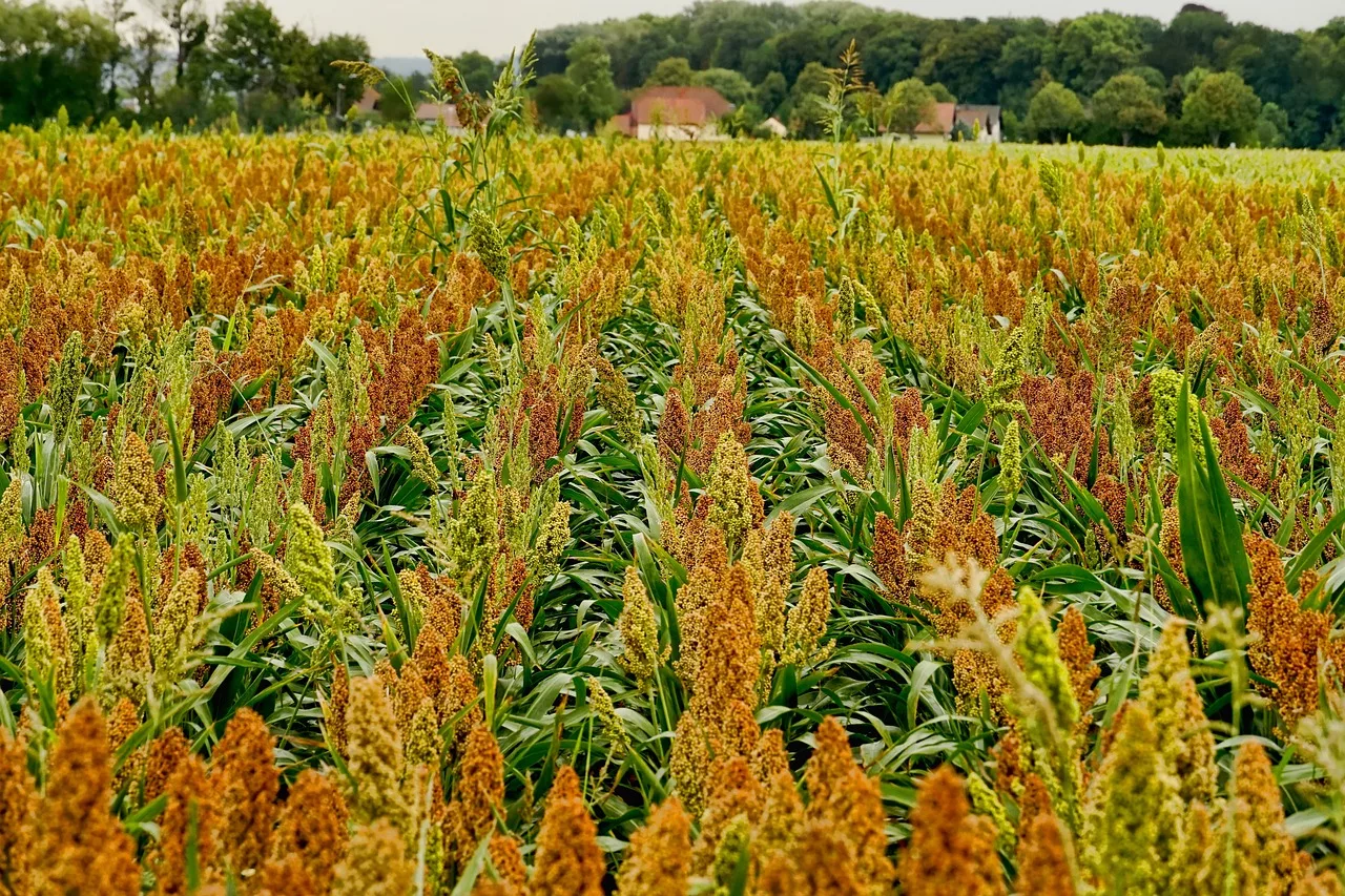 field-3624849_1280-jpg