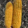 corn-research-will-be-among-the-topics-covered-during-this-years-central-dakota-ag-day-ndsu-photo-jpg