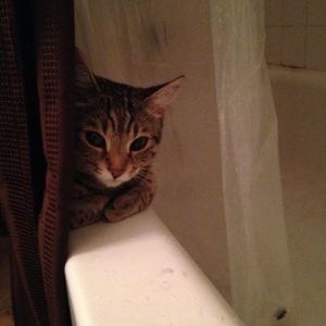 shower-cat