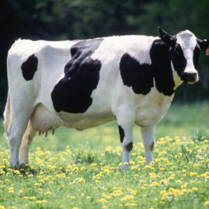 cow_female_black_white