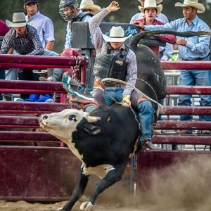 rodeo-bull