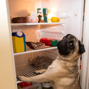 pug-dog