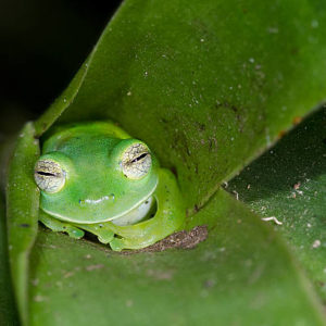 frog-sleeping