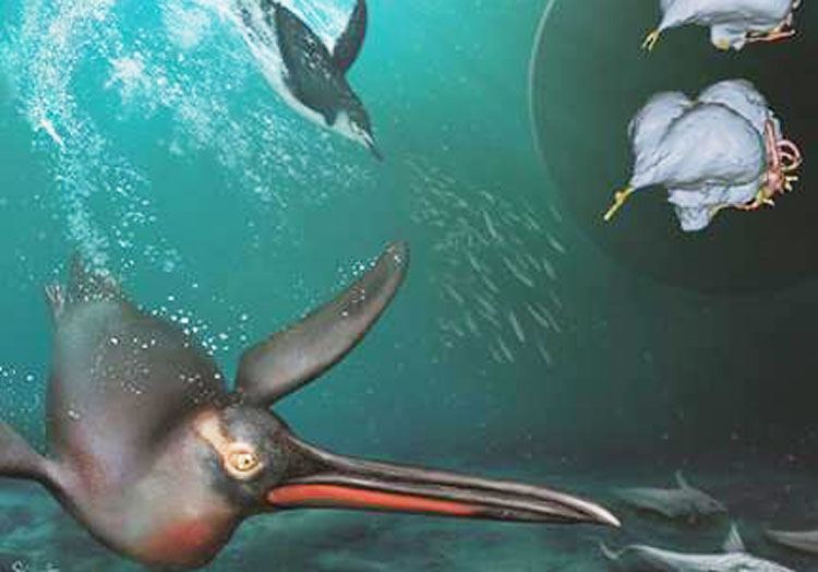 bruce-museum-penguin-fi