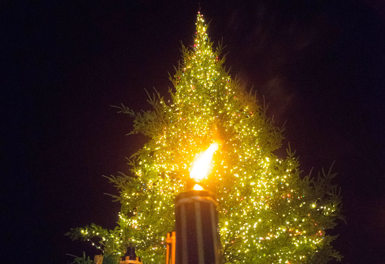 tree-of-light-fi
