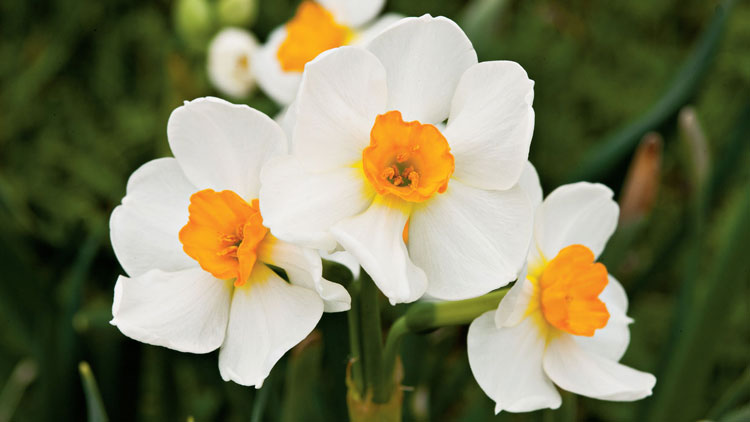 daffodils-fi