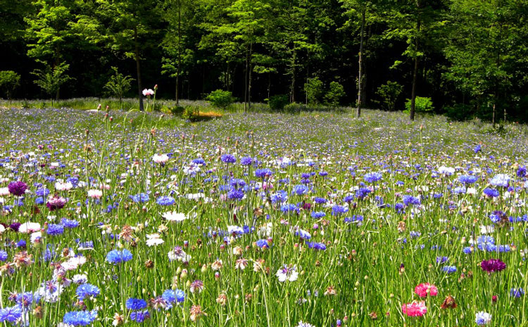 wildflowers-of-connecticut-fi