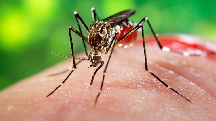 zika-virus-mosquito-fi