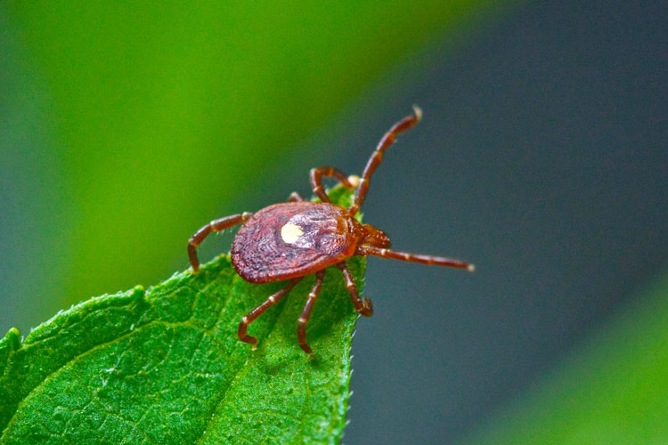 ticks-lyme-disease-fi