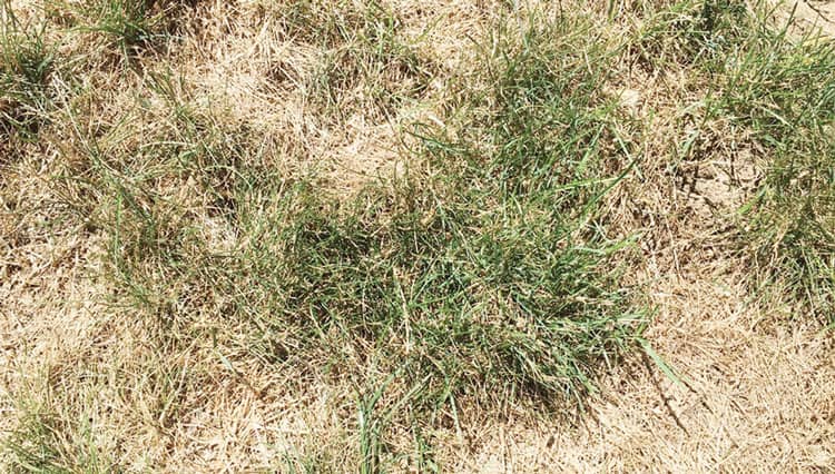 deadgrass-8-5