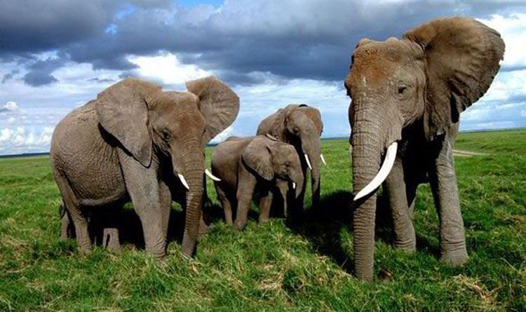 elephants-in-the-wild