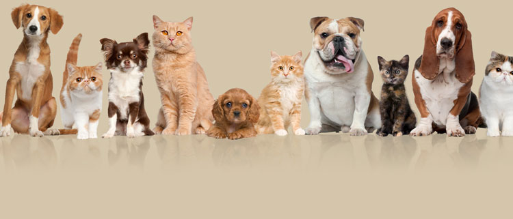 pet-adoption-dogs-cats