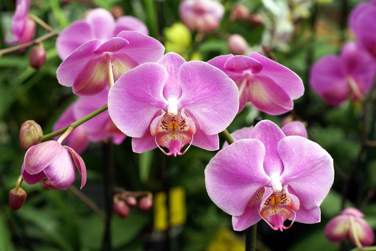 orchids