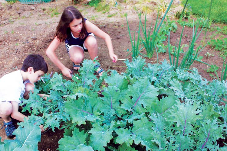 kids-harvesting-kale