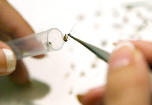 mosquito-testing-west-nile-virus-fi