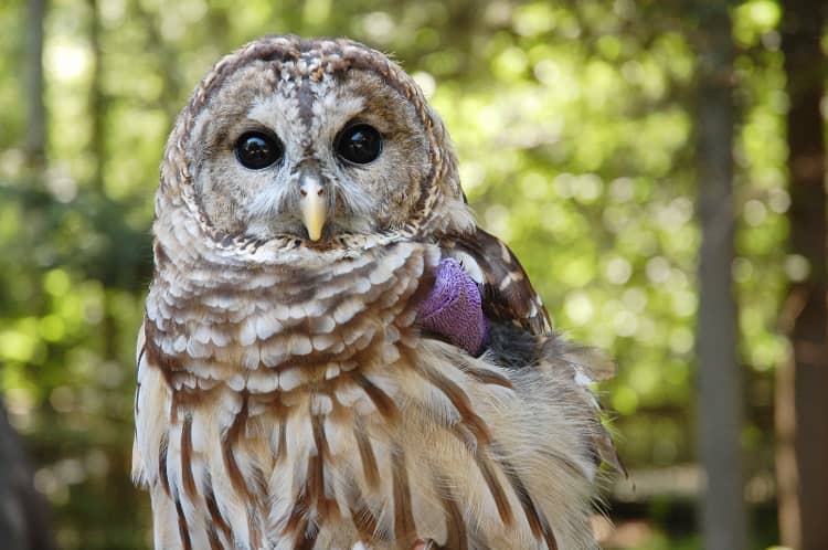 owl-willow