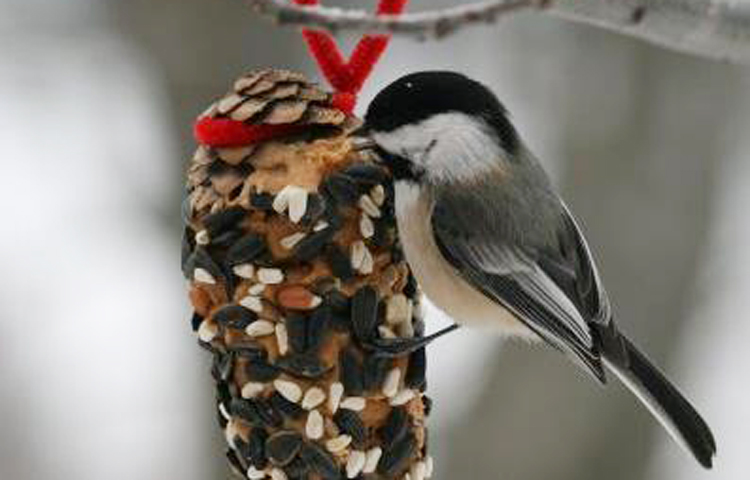 glt-pine-cone-bird-feeder