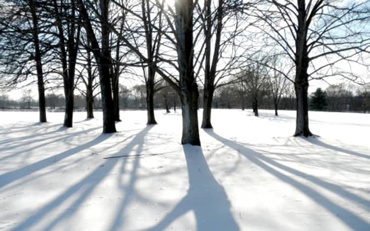 snow-trees-winter-walk