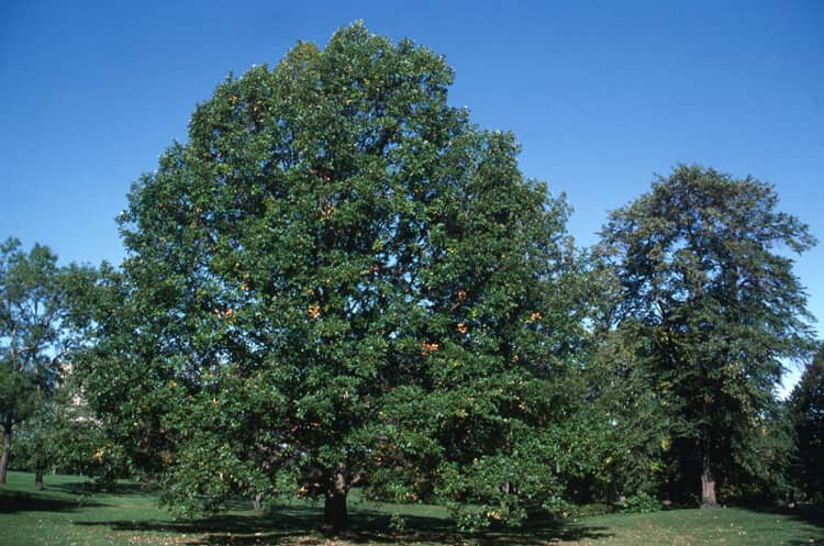 swamp-white-oak
