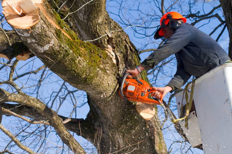 tree-work-removal