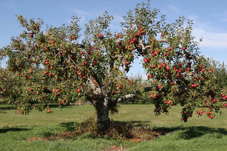 heirloom-apples-tree