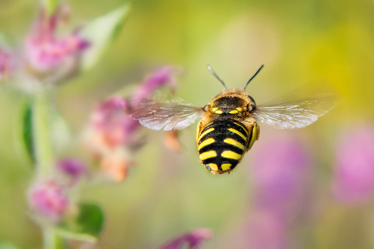 carder-bee-patrolling-its-garden