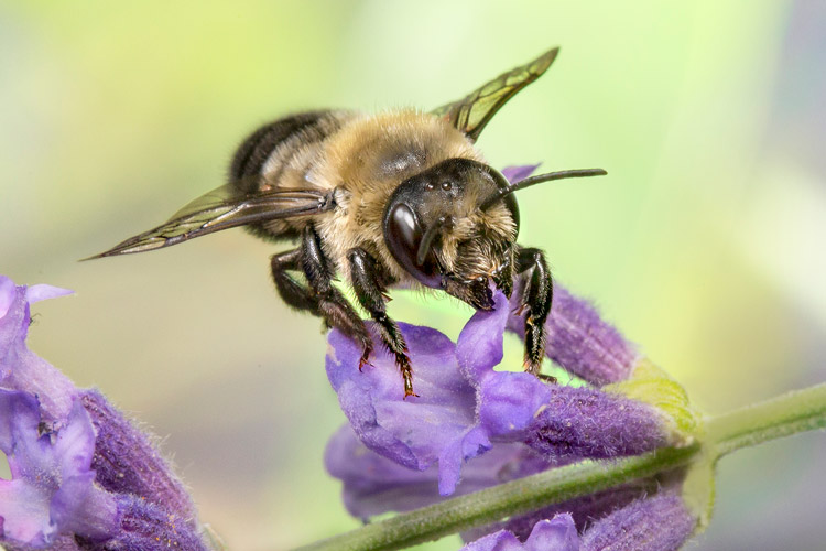 leafcutter-bee-plucking-flower-petal