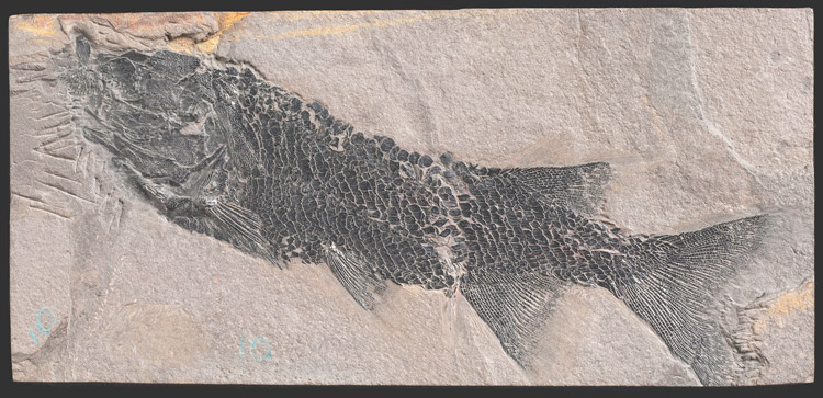 fossil-fish-redfieldius