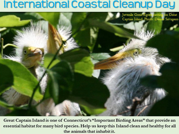 great-captain-island-international-coastal-cleanup-day