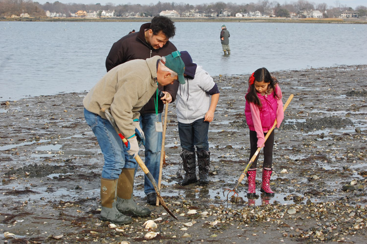 The Greenwich Shellfish Commission at work with kids at Greenwich Point.