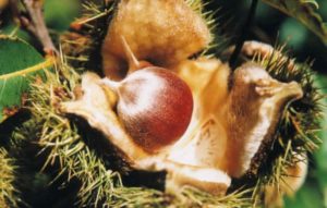 american-chestnut-2