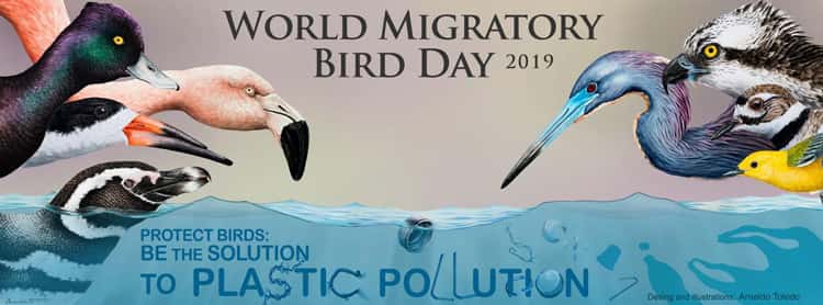 world-migratory-bird-day-banner
