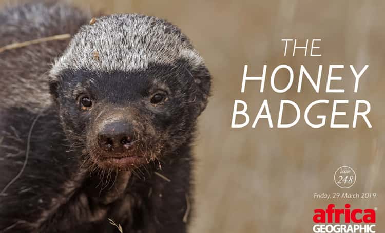 Honey Badger - Tenikwa Wildlife Awareness Centre