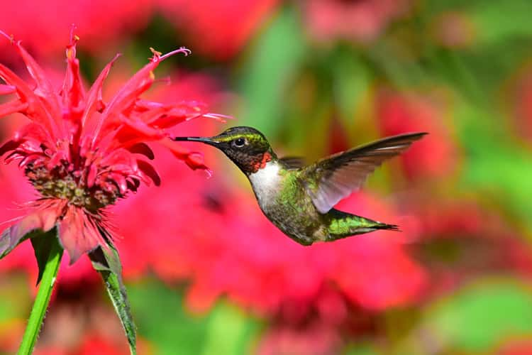 hummingbird