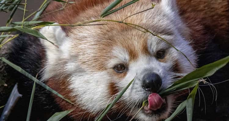 red-panda-fi