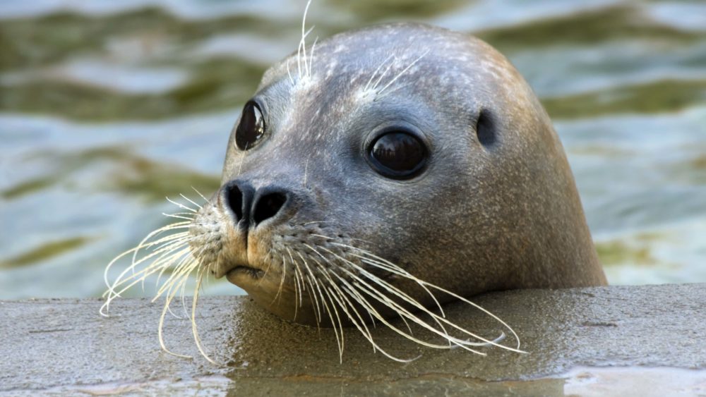 shutterstock_123973669