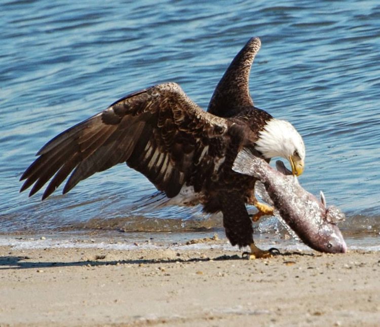 bald-eagle-greenwich-point