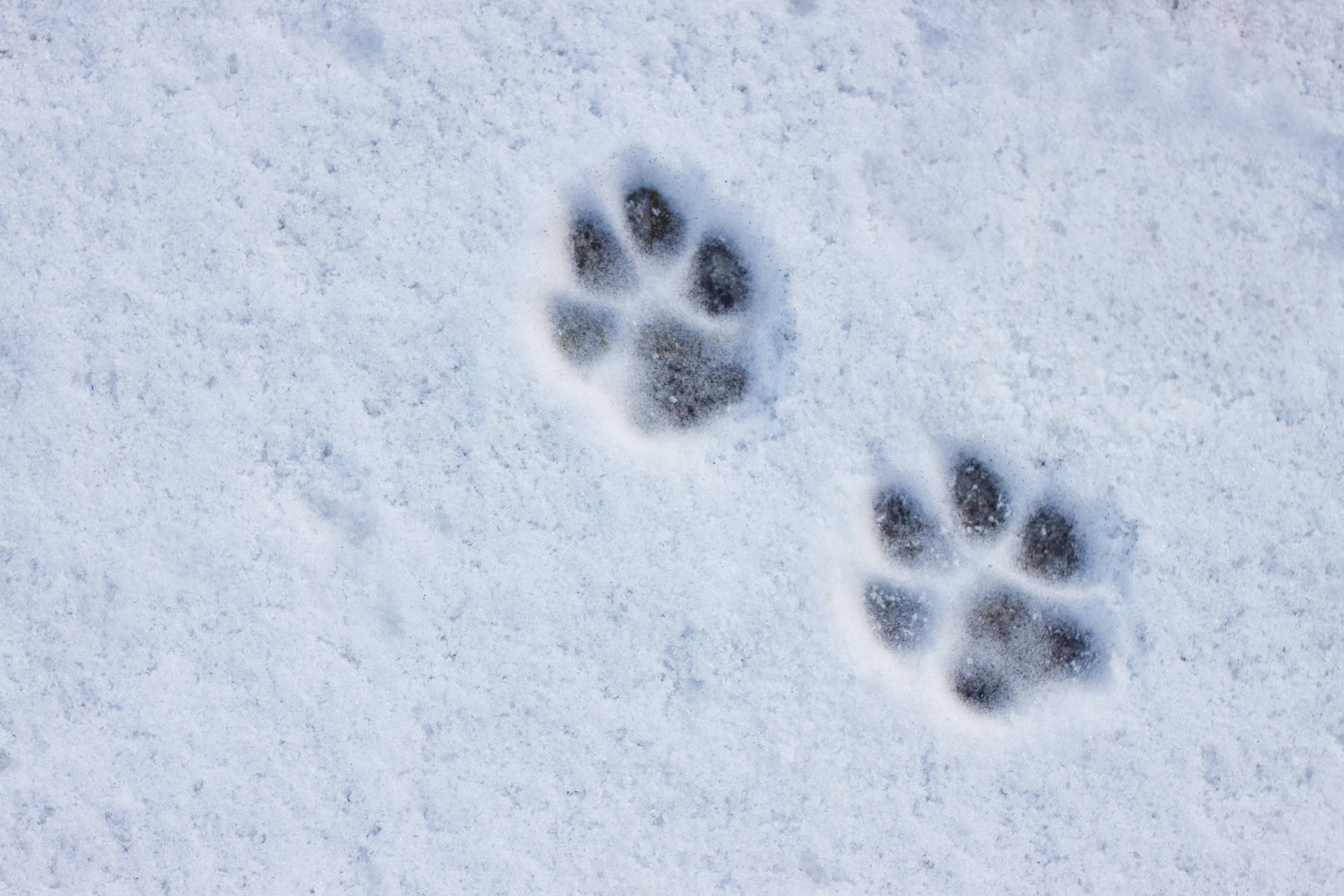Отпечаток лапы кошки на снегу
