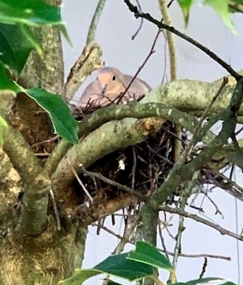 1-mourning-dove