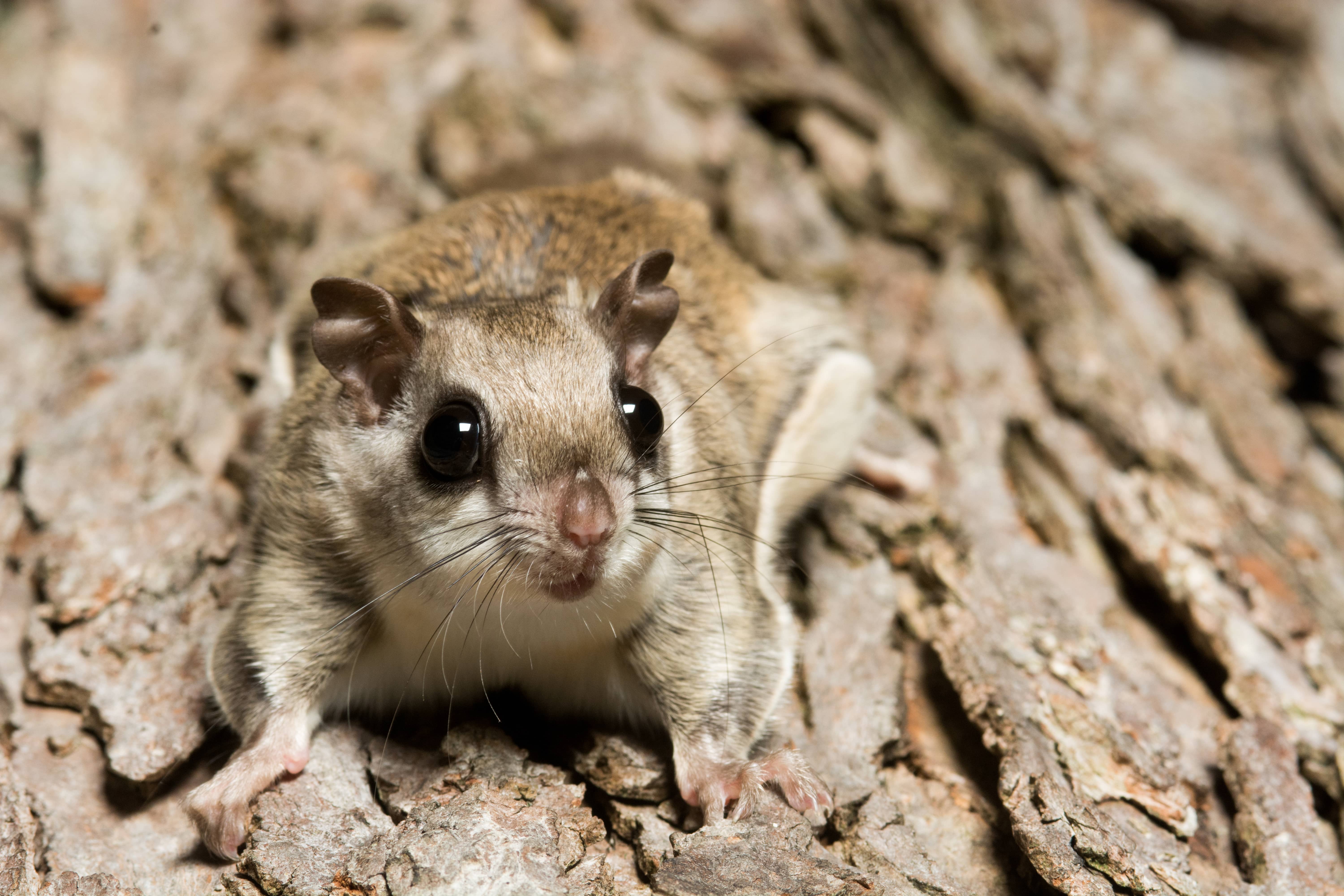 southernflyingsquirrelclingingtoatreeatnightin