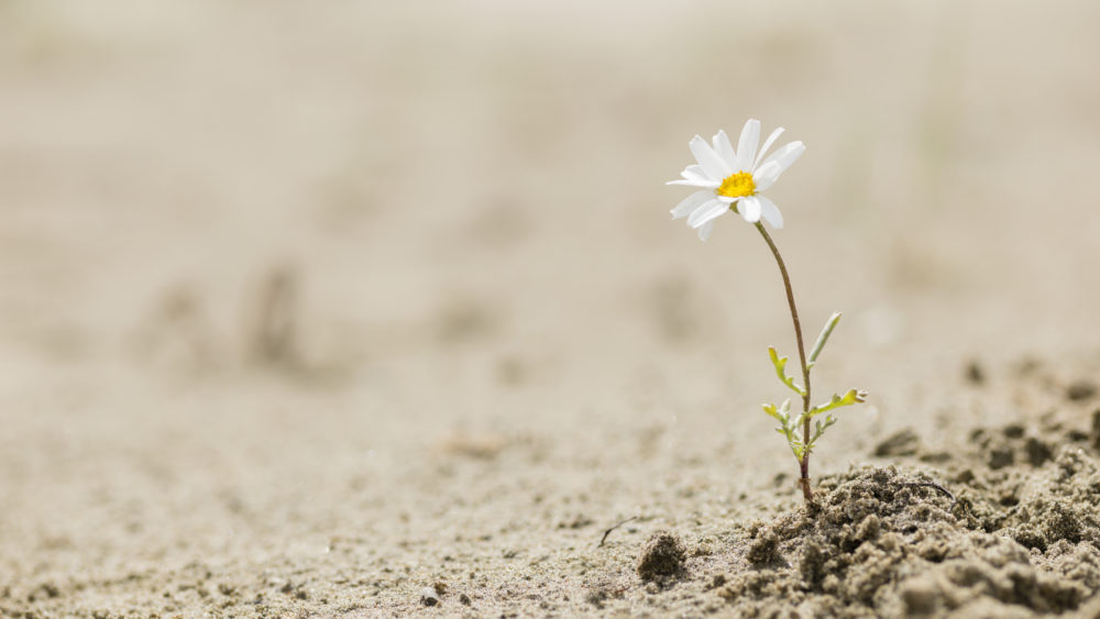 daisy-flower-blooming-on-a-sand-desert