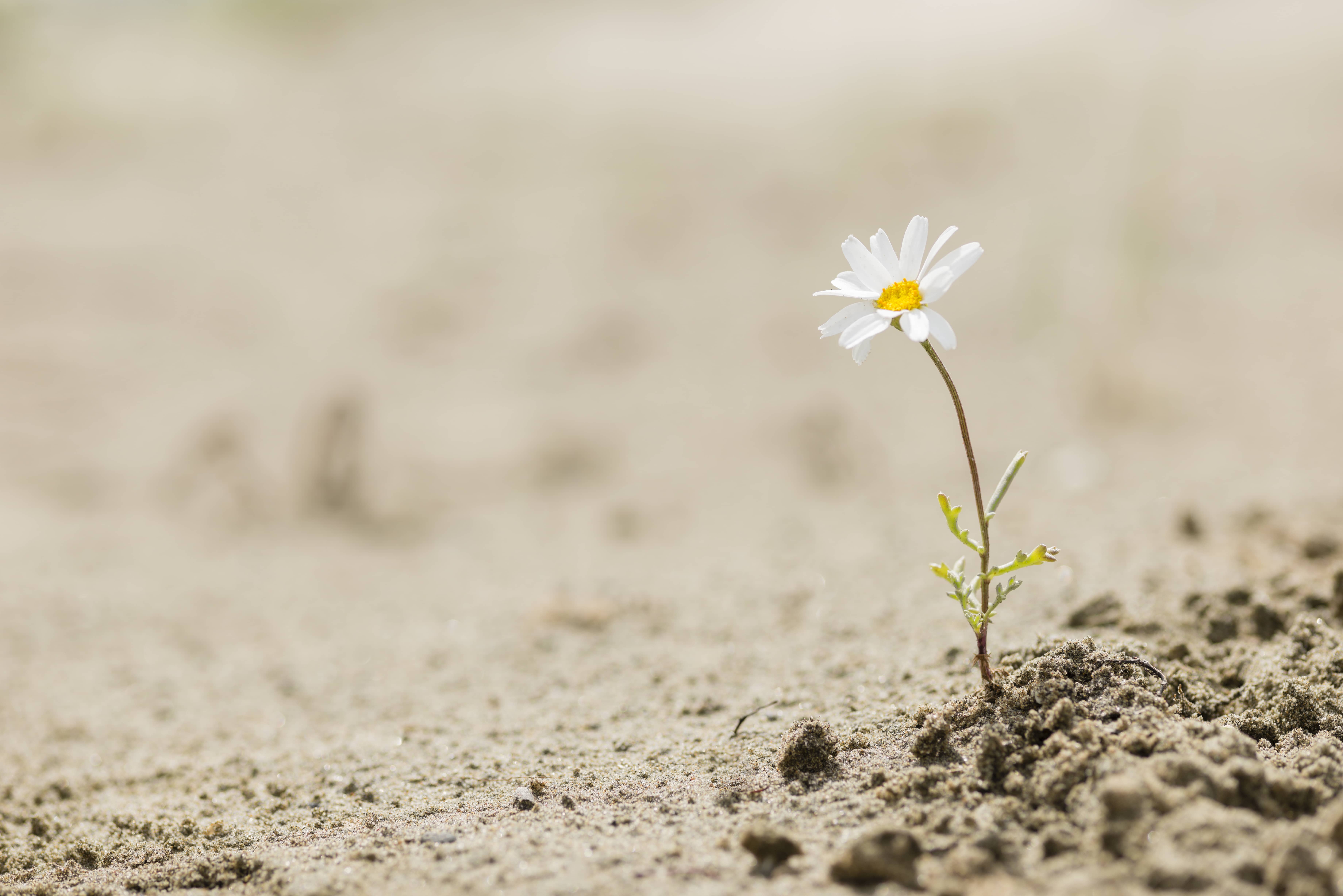 daisy-flower-blooming-on-a-sand-desert