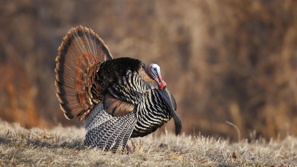 amalewildturkeyinfullstruttingdisplay